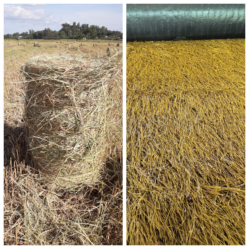 So sánh nhà mái rơm tự nhiên và nhà mái cỏ rơm nhân tạo: Lựa chọn nào phù hợp hơn?